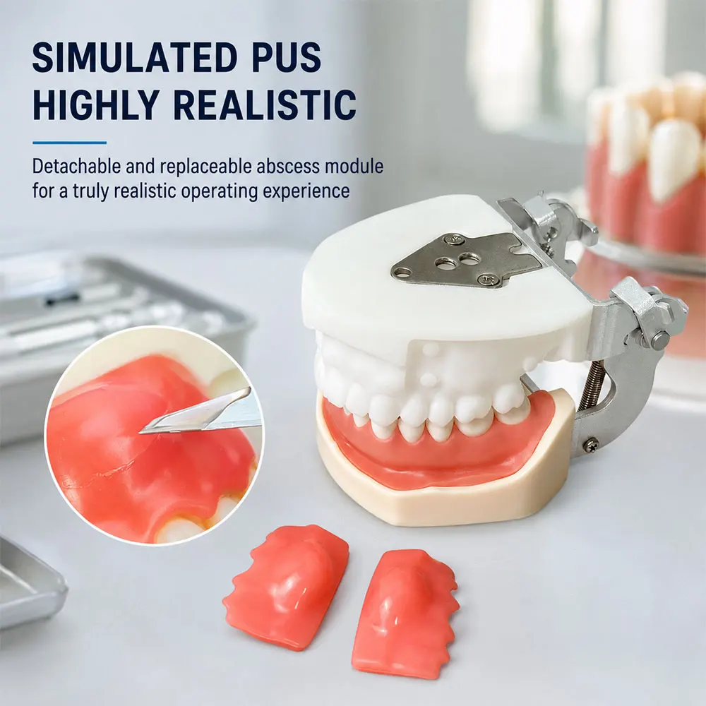 Dental Abscess Incision And Drainage Typodont Model 28 Teeth Removable Teeth Soft Silicone Gum Simulation Jaw Model for Teaching