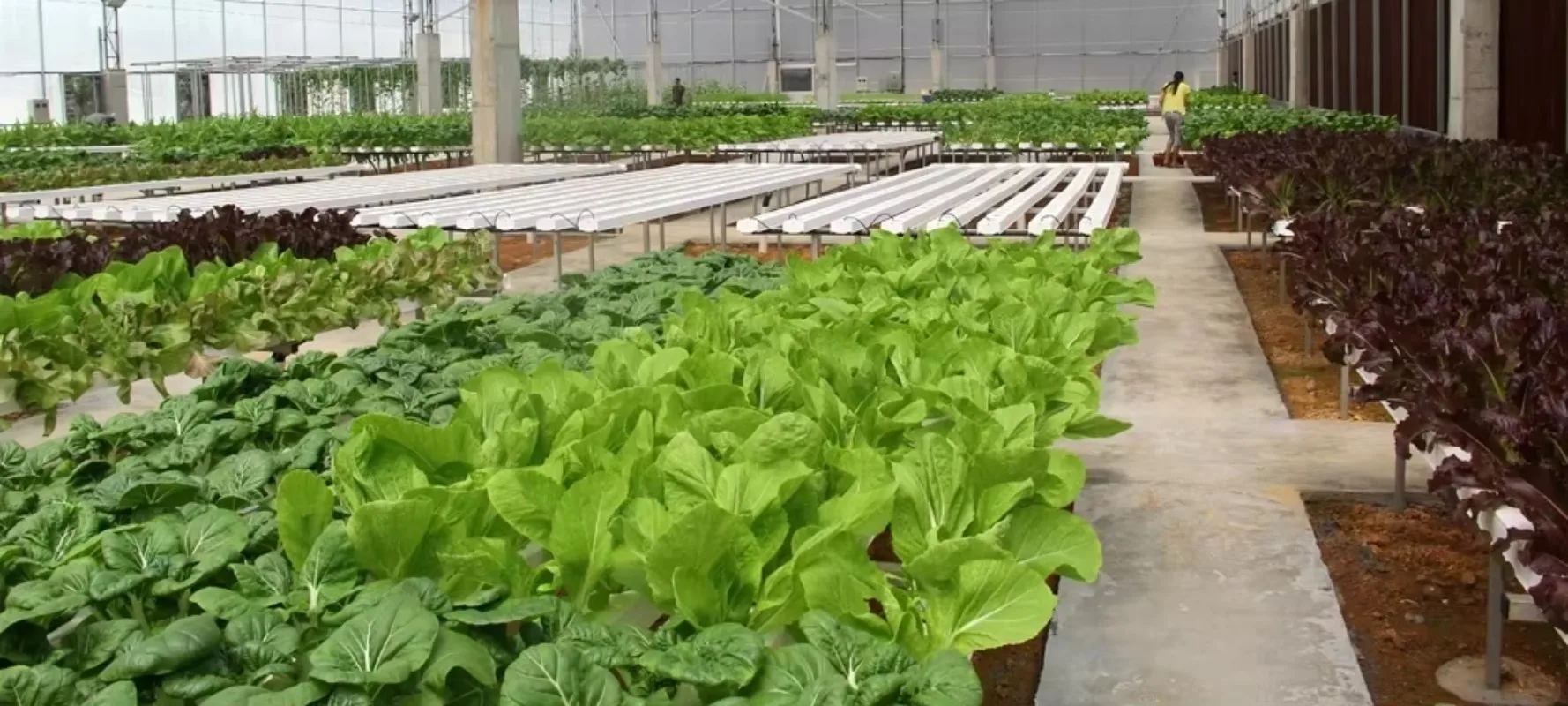 أنبوب دائري مائي كامل نظام Nft للزراعة المائية للدفيئة مع الري