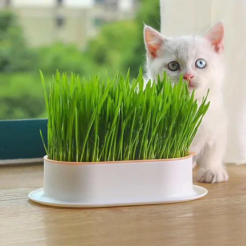 New Cat Grass Potted Lazy Soilless Hydroponic Planting Box Cat Grass Pot Wheat Particle Cultivation Tray Cup Set