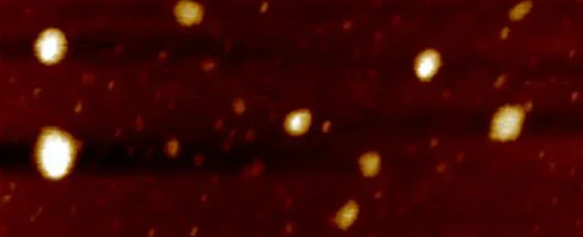 Une seule couche de Nb2c Mxene in situ chargée avec Character-co