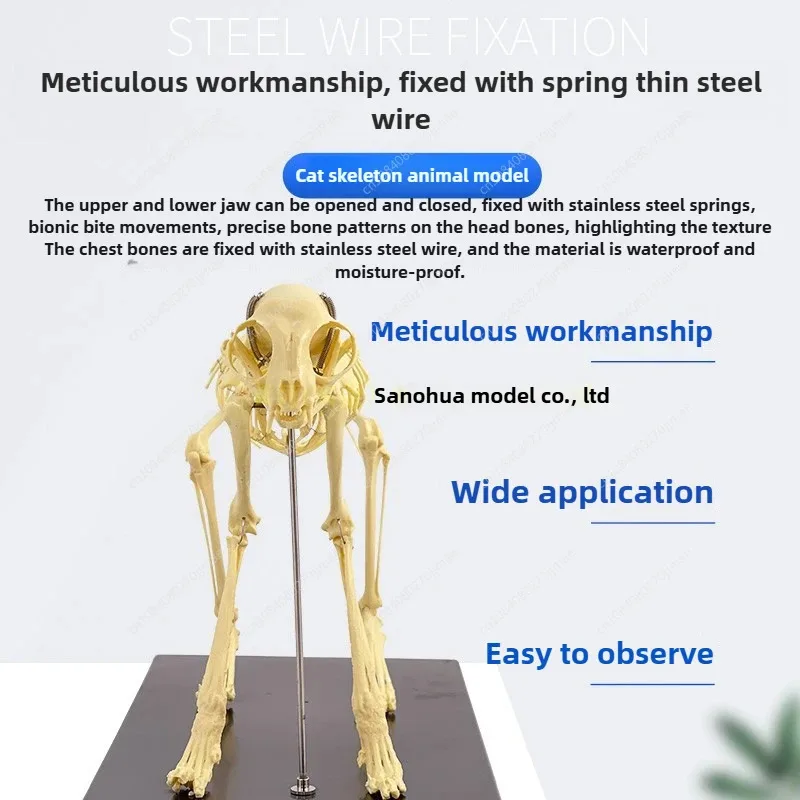 Cat Skeleton Anatomy Model Kit Anatomical Bones Specimen for Veterinary Teaching