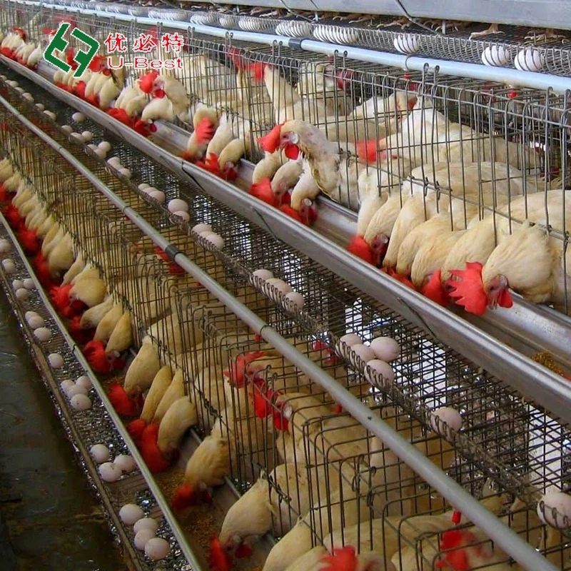 

High Quality Breeding Equipment Chicken Cages Poultry Cage Egg Laying Hen For Farm