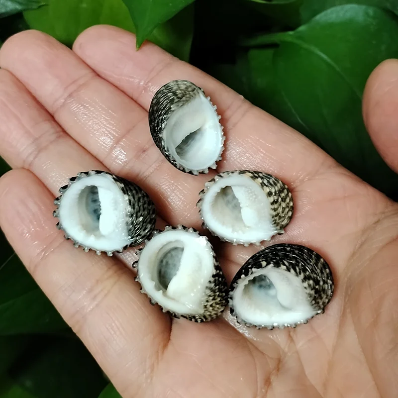 5 PCS Mini Black Shells Natural Nerita Exuvia Seashell For Specimen DIY Aquarium Landscape Ocean Nautical Home Decor (2cm-2.5cm)