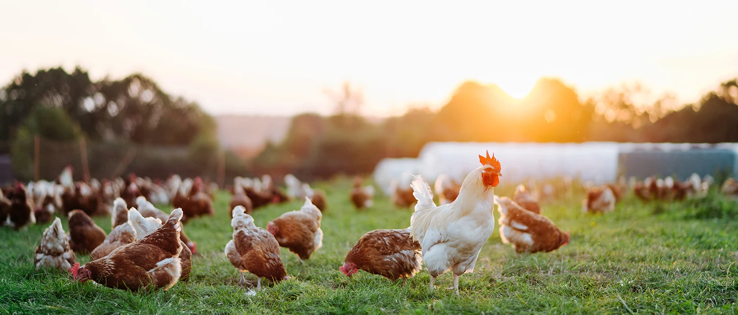 chicken coop