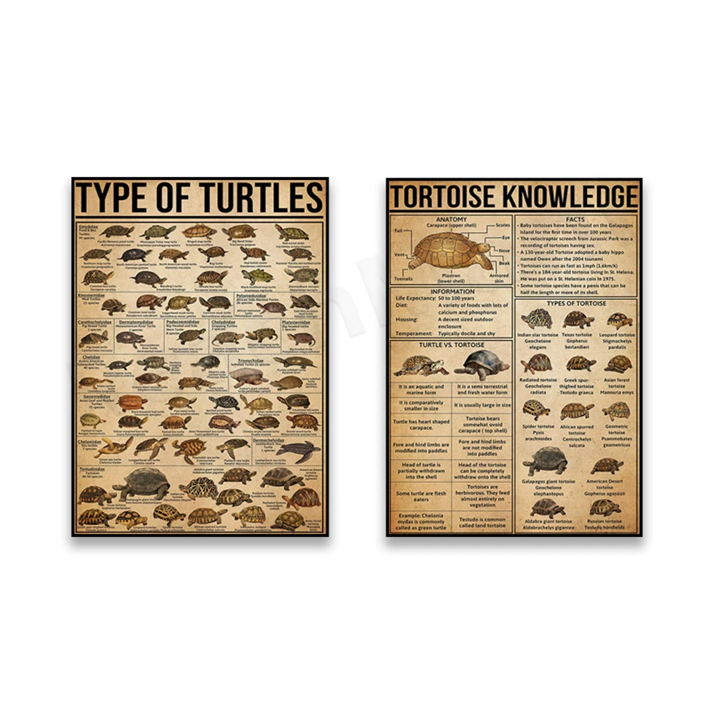 Types of Sea Turtle Posters, Sea Turtle Knowledge Posters, Sea Turtle Lover Knowledge, Sea Turtle Species Guide Posters