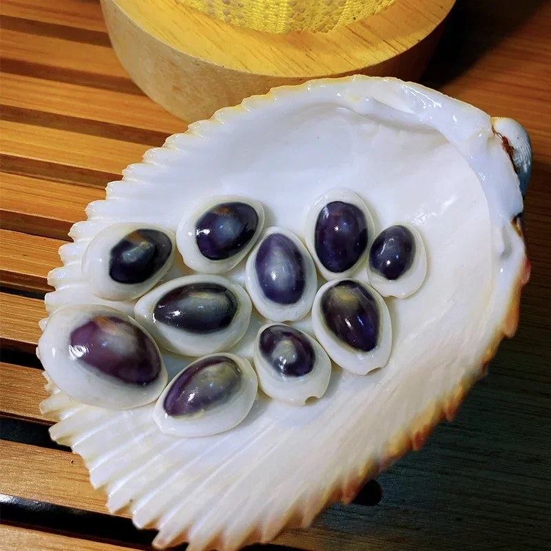 Tesoro de Erizo de Mar, Concha de 1-2 cm, Colección de Conchas, Espécimen de Concha Natural