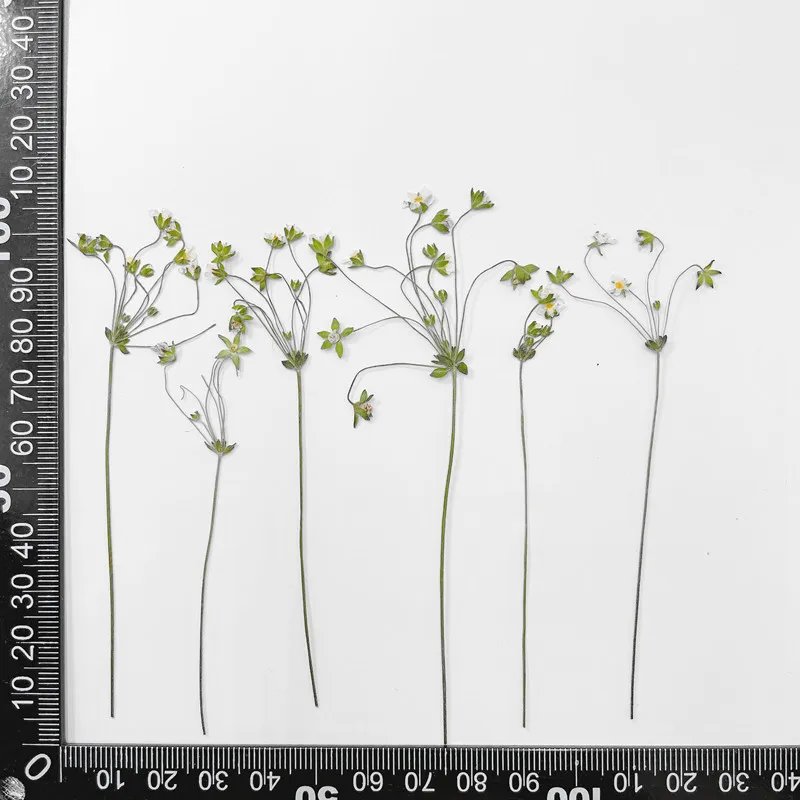 6-10 cm/24 Stück, gepresste Blume, DIY-Nagelkunst, trockene Blume, Tropfkleber, Handyhülle, Schreibtischlampe, Fotorahmen, Hochzeit, Grußkartenmaterialien – Detail 7