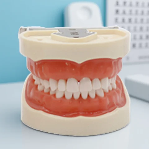 28/32 치아 모델 치과 교육 모델 부드러운 껌 Typodont 치아 모델 치과 의사 기술자 연습 훈련 데모 모델