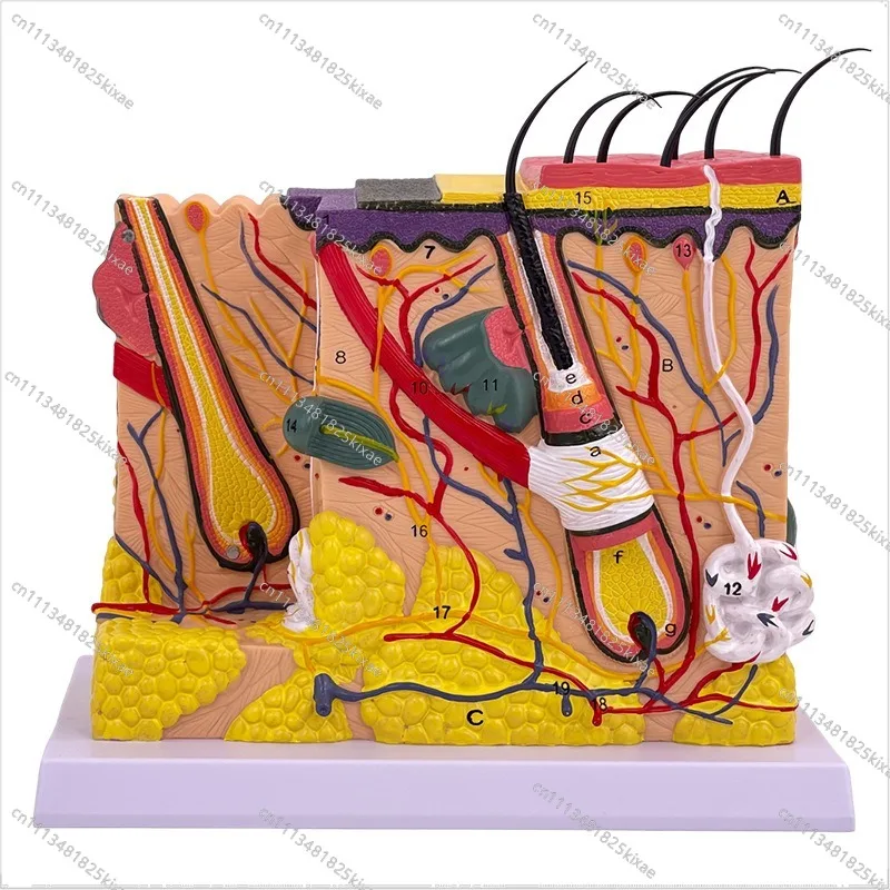 For 35 Times 50 Times 70 Times Human Skin Tissue Structure Enlarged Anatomical Model Medical  Plastic Model