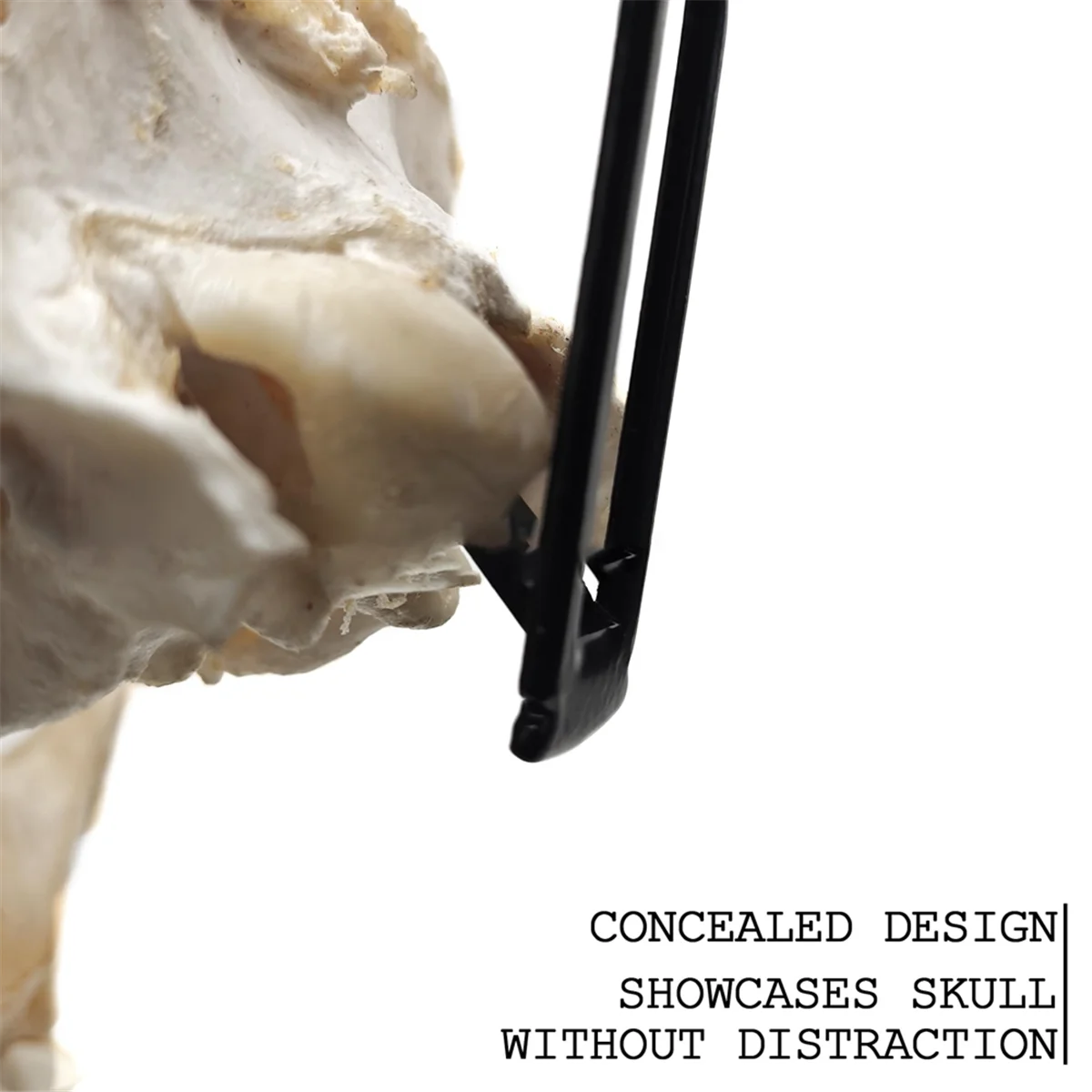 Рисунок 4 - A72P Европейская вешалка для крепления черепа оленя