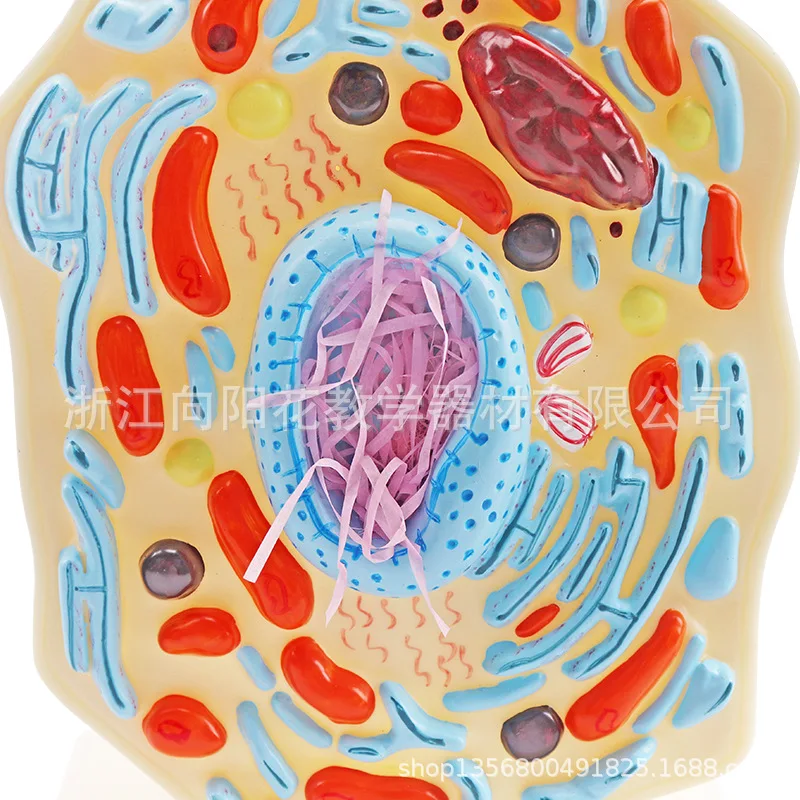 Animal Cell Model Microstructure Anatomical Model Middle School Biology Teaching Biological Cell Equipment