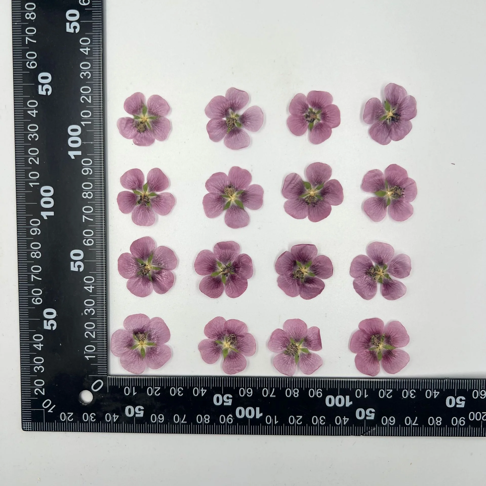 48Pcs Wooden Hydrangea Dried Flower Pressed Flower Materials for Children's Teaching Plant Specimens DIY Handmade Resin Pressed Flower Phone Case