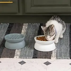 cat bowls
