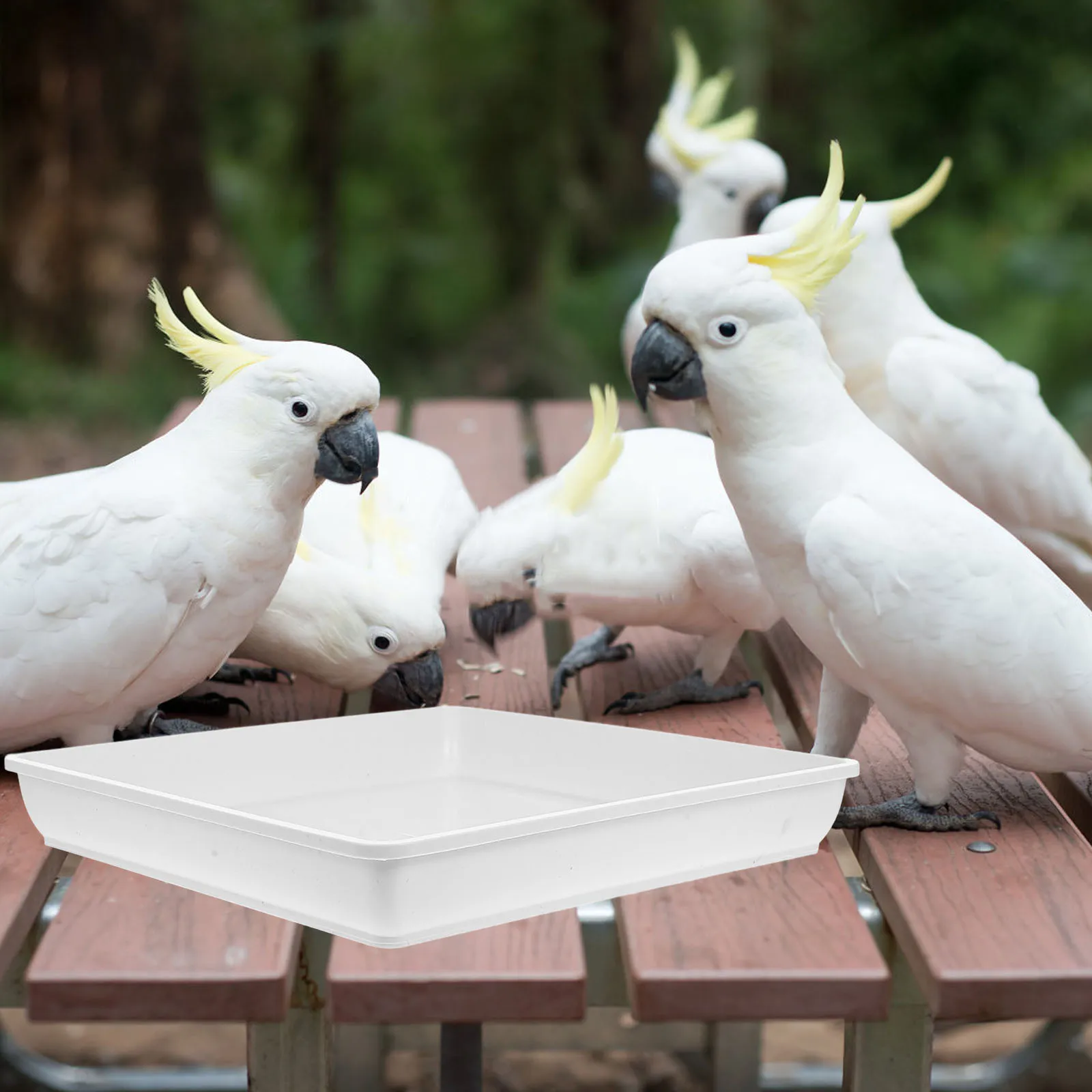 

2Pcs Bird Water Bowls Replacement Plastic Bird Bath Bowls Outdoor Feeder Accessories Hummingbird Feeding Water Trays