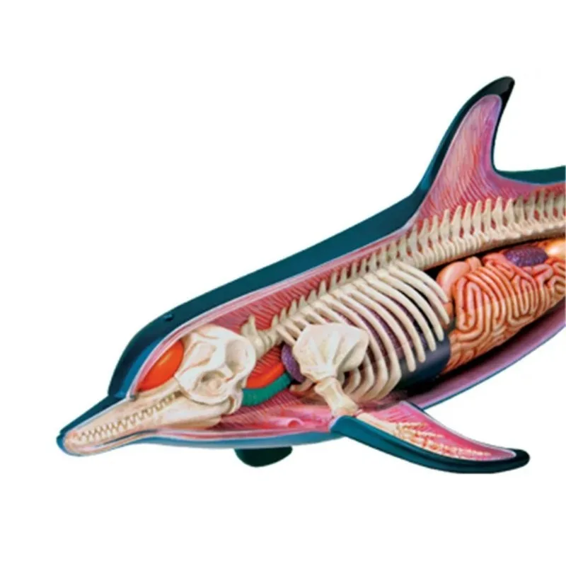 4D Vision Dolphin Organ Anatomy Model Animal Puzzle Toys for Kids and Medical Students Veterinary Teaching Model