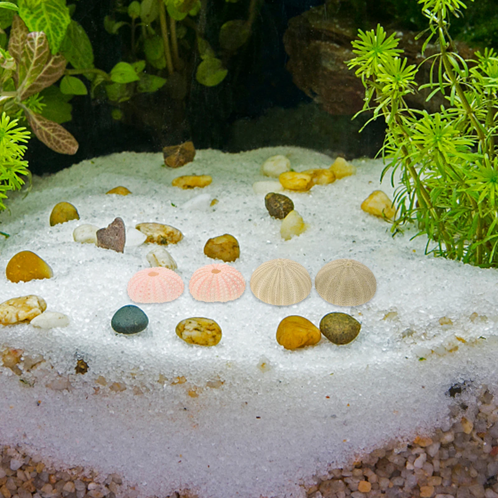 

5 Pcs Sea Shells Pink White 3 5cm 2 Green 4 6cm 1 Medal 2 3cm Air Plant Pot Mini Succulent Bowl Tabletop Decor Fish Tank