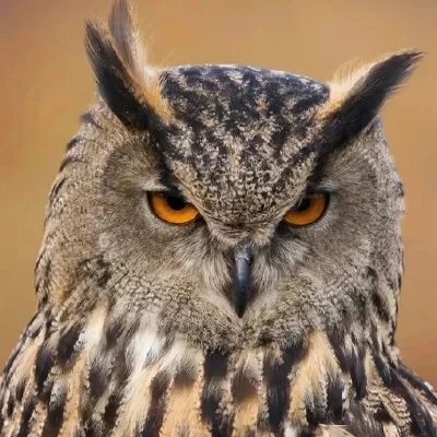 10PCS Tirante Estremità M2 Estremità Asta di Collegamento Testa A Sfera Adattatore Comune per RC Auto Crawler HSP ASSIALE Tamiya Barca Aereo Modello di Elicottero