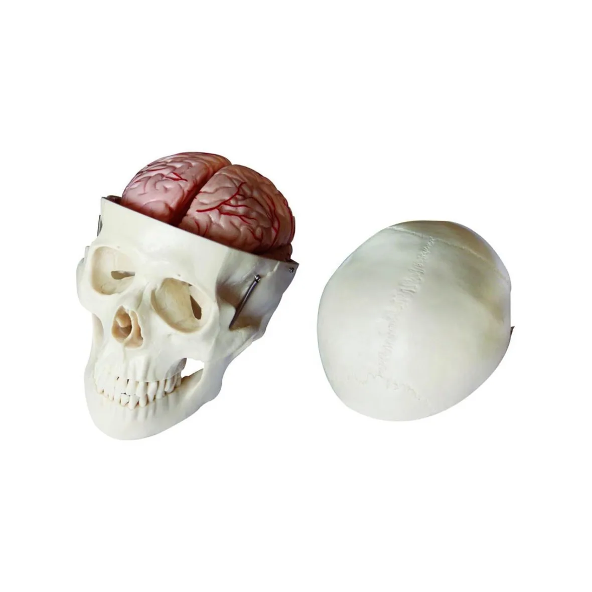 

Medical Anatomy Life-size Skull Model With 8 Parts Brain