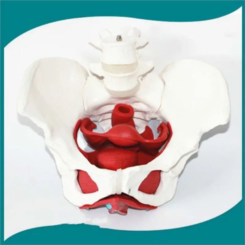 

Female Pelvic Reproductive Organs Structure Model Female Genital Model Pelvis Bladder with Two Lumbar Pelvic Floor Muscle Model