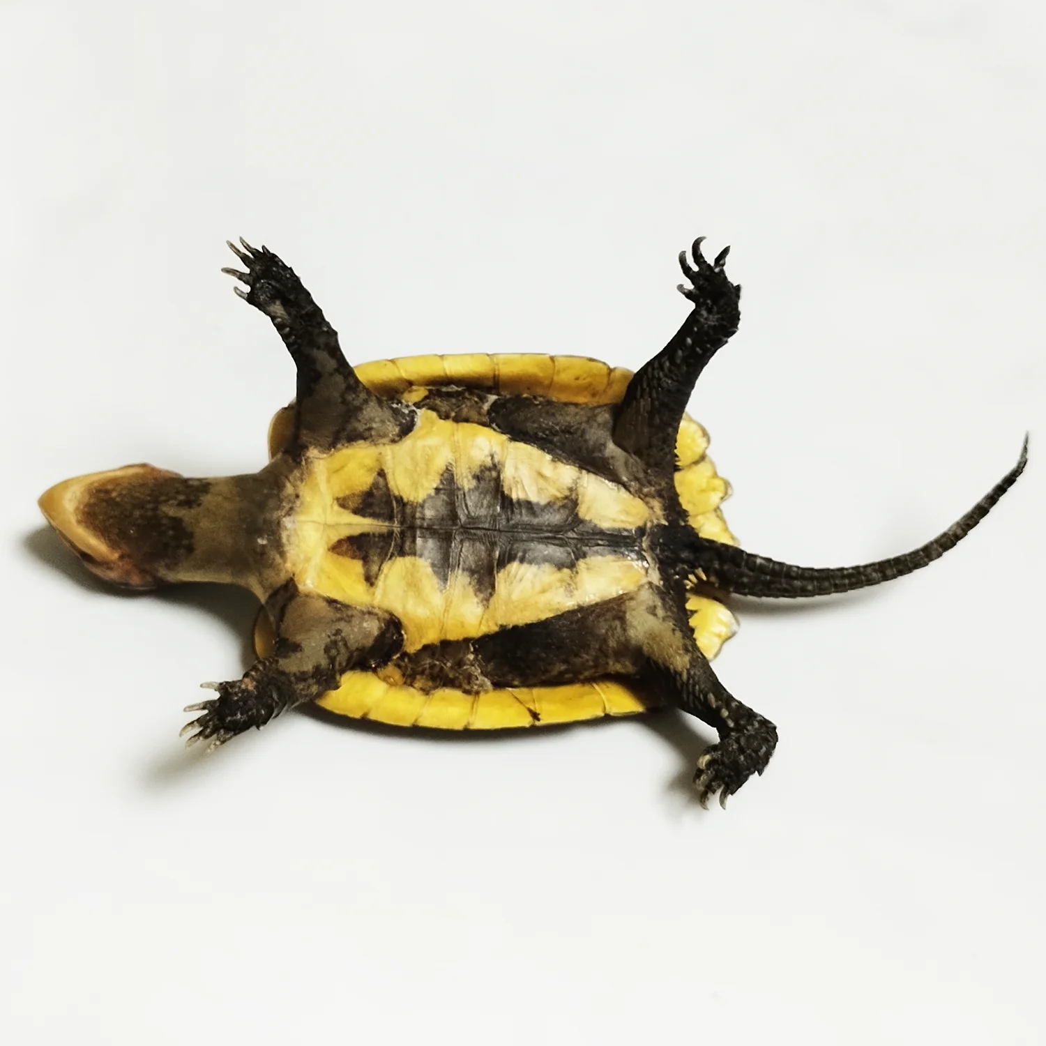 Big-headed Turtle Taxidermy Authentic Animal Bones Specimen Handicrafts Collectors for Science Education Unique Gifts view 6