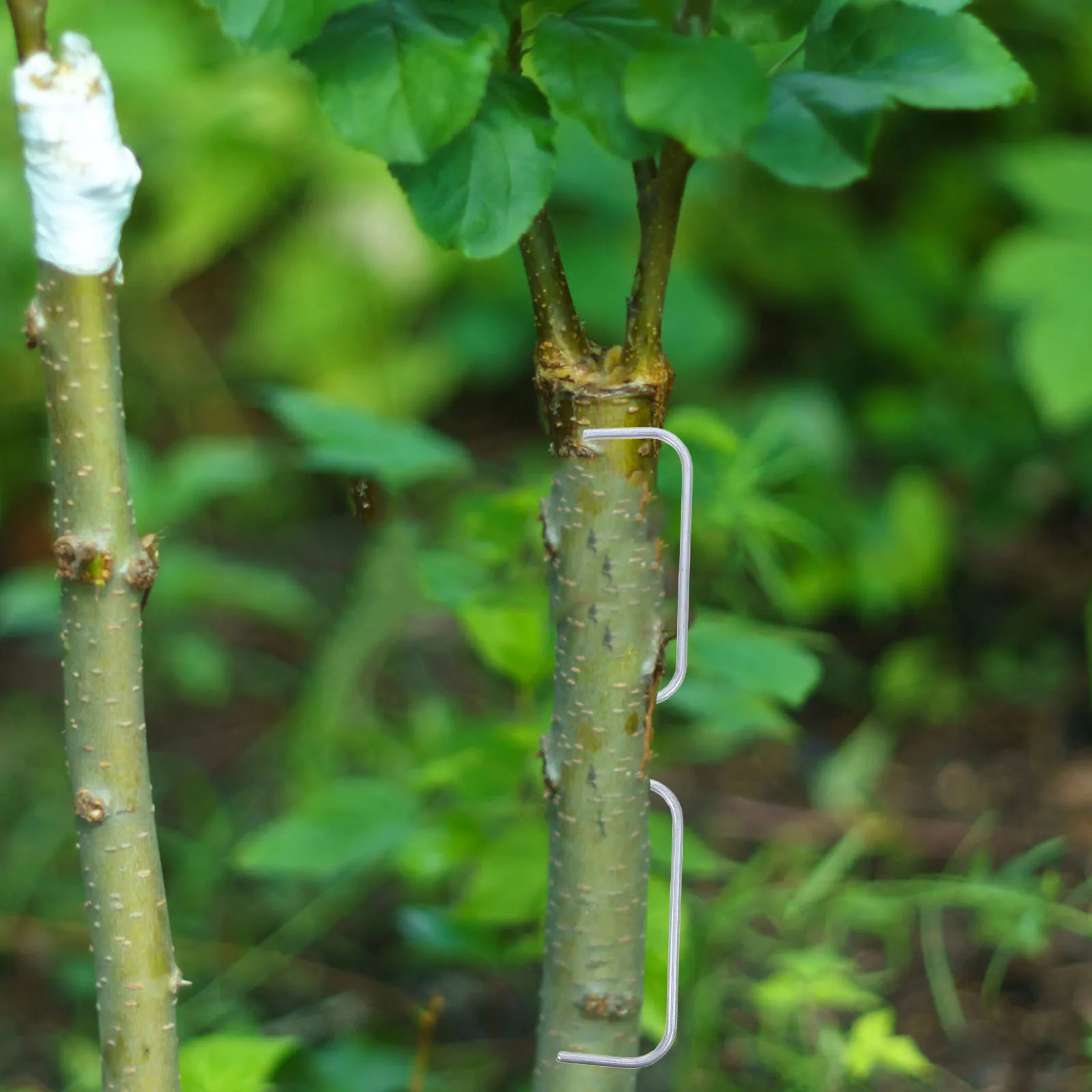 

21Pcs Fruit Tree Branch Adjustment Tool M-Shaped Metal Spreader for Preventing Curling Reusable Garden Training Device