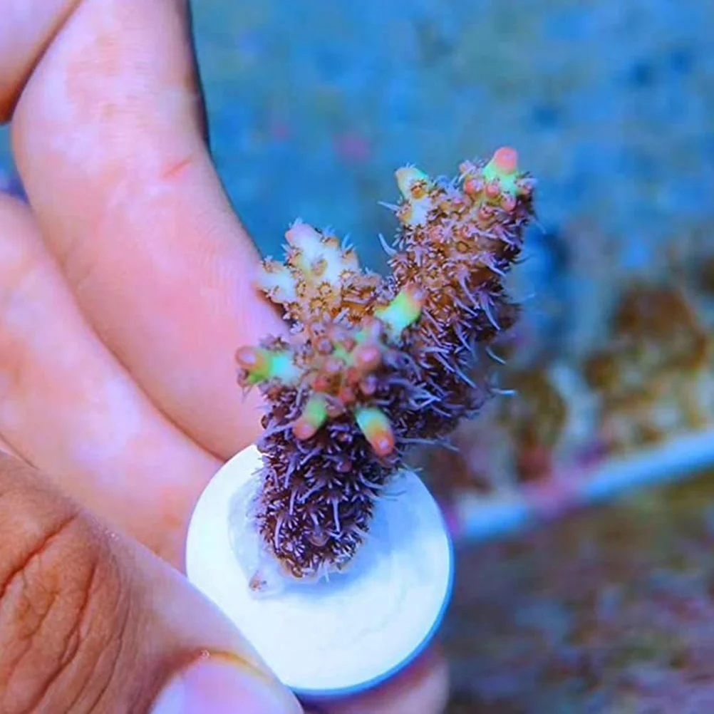 

30Pcs Aquarium Coral Bases High Temperature Fired Ceramic Coral Breeding Holder Stable Lightweight Frags Support Fish Tank