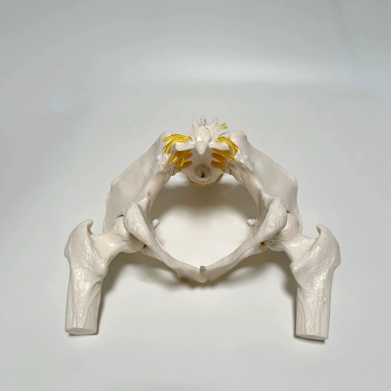 Movable Rotatable Pelvic Model with Flexible Spine, for Medical & Postpartum Rehabilitation