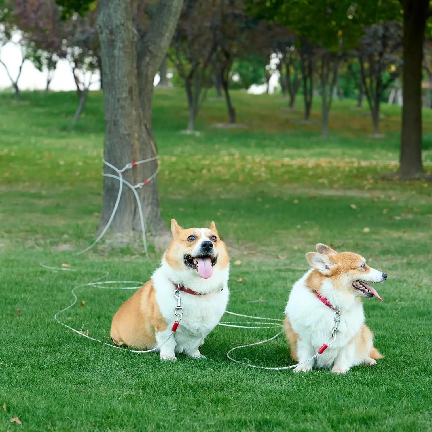 كابل ربط للكلاب حتى 90 رطلاً، 25 قدم، أبيض #5