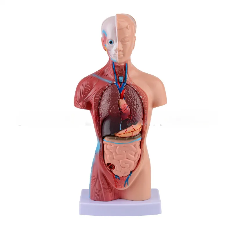 Anatomy 26cm Human Torso Body Medical Anatomical Model Heart Brain Skeleton Internal Organs Teaching Learning Supplies