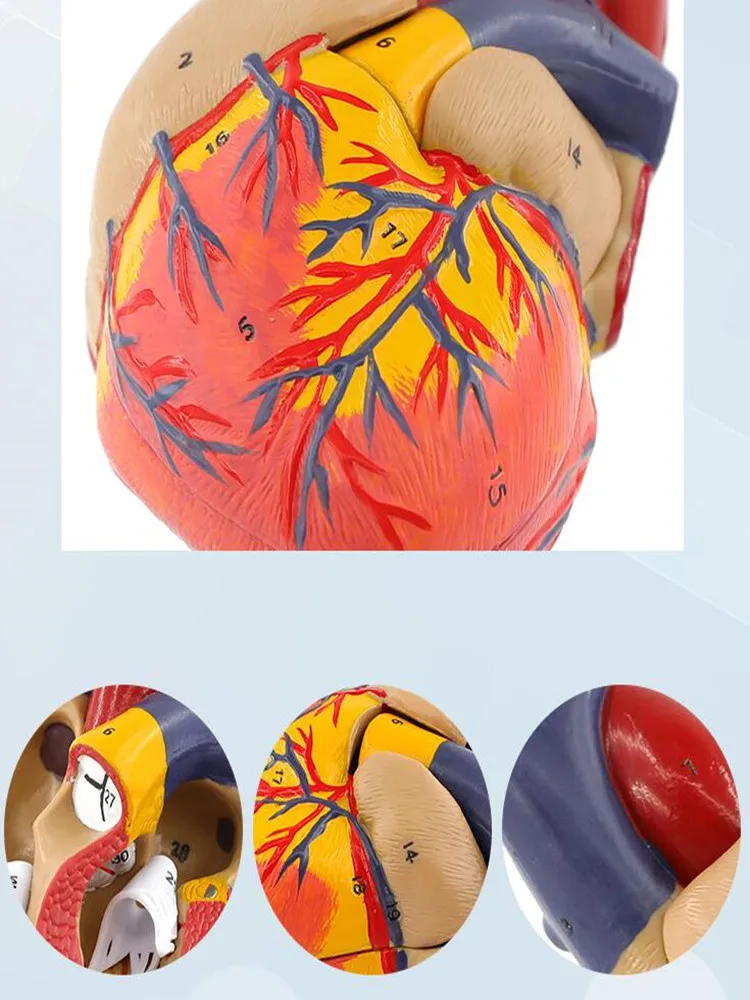 Disassembled Human Heart Model for Adult, Teaching Tool, Detachable, Natural, Color, 1:1