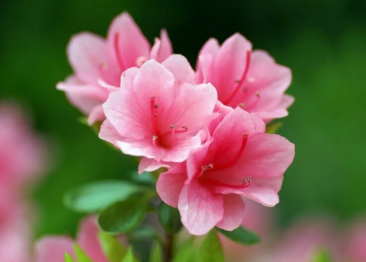 

Металлический шестигранный адаптер ступицы колеса 53913 для Tamiya 58354 The Frog 58346 The Grasshopper 58336 The Hornet 57746 57741 XB Upgrade