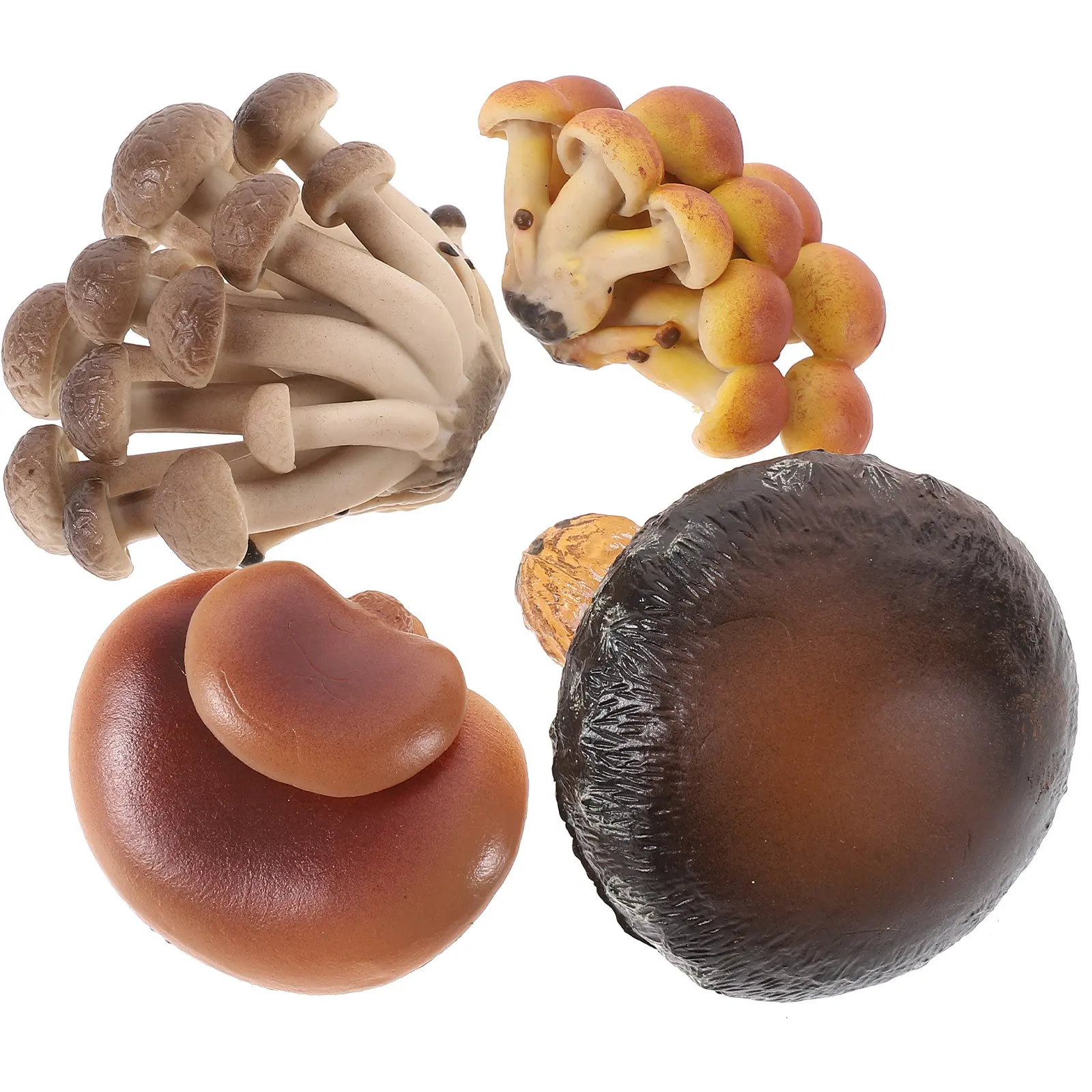 

Набор из 4-х моделей жизненного цикла гриба: обучающие пособия для детей по биологии и естествознанию