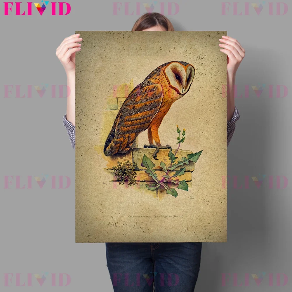 1969 Ornithology Vintage Bird Art Poster Print Home Decor.Barn Owl,Eagle-Owl,Long-Eared Owl Wall Art Canvas Painting Unframed