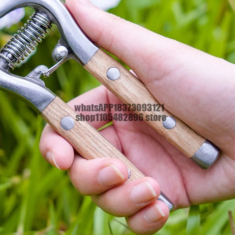 Stainless steel scissors, pruning and cutting flowers, flower arranging, green plants, bonsai, and scissors save effort
