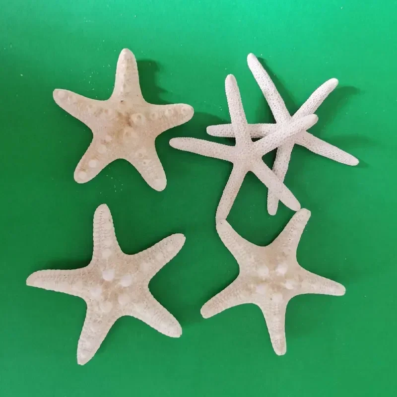 Natural Starfish Specimen Five Finger Overlord Sea Stars in The Mediterranean Sticker Wall Decorative Ornament Collection