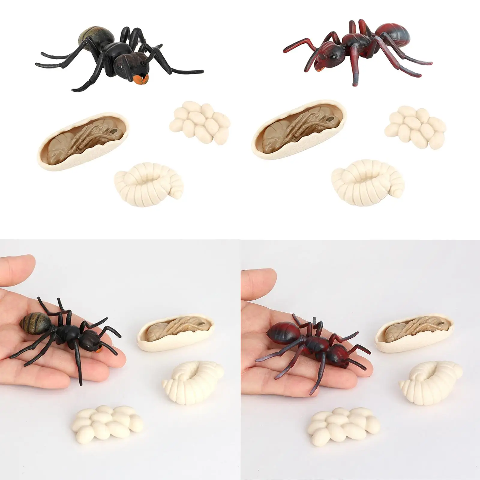 Toy Growth Cycle Model Set Ant Figures for Kids Classroom Education