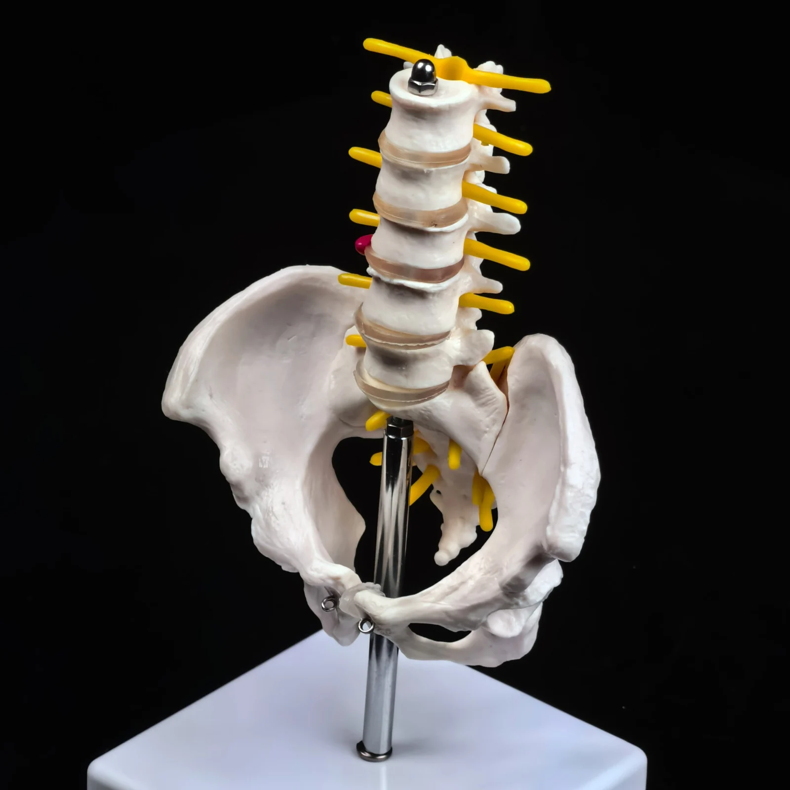 

Таз среднего размера из ПВХ с 5-частями, обучающая модель анатомии поясничных позвонков, обучающее пособие, образование