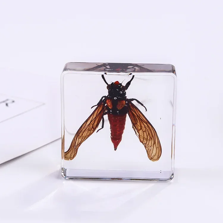 Vierkant insectenspecimen van hars, extra cognitieve leermiddelen, dierenspecimen, kunstmatig amber handwerkornament