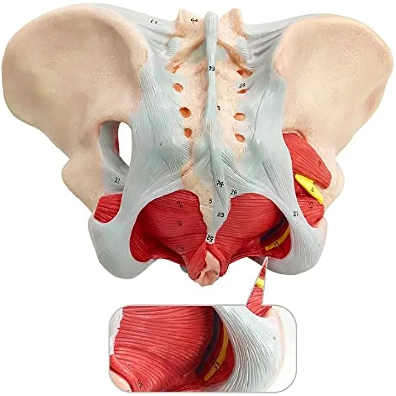 1:1 Life Size Human Female Anatomy Pelvis with Pelvic Floor Muscles Perineal Model Skeleton Medical Science Educational