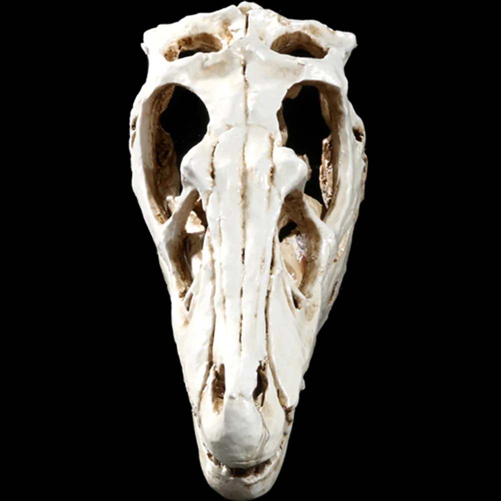 

Dinosaur Skull Resin Skull Specimen Ornament for Natural History Teaching and Room Decor Head
