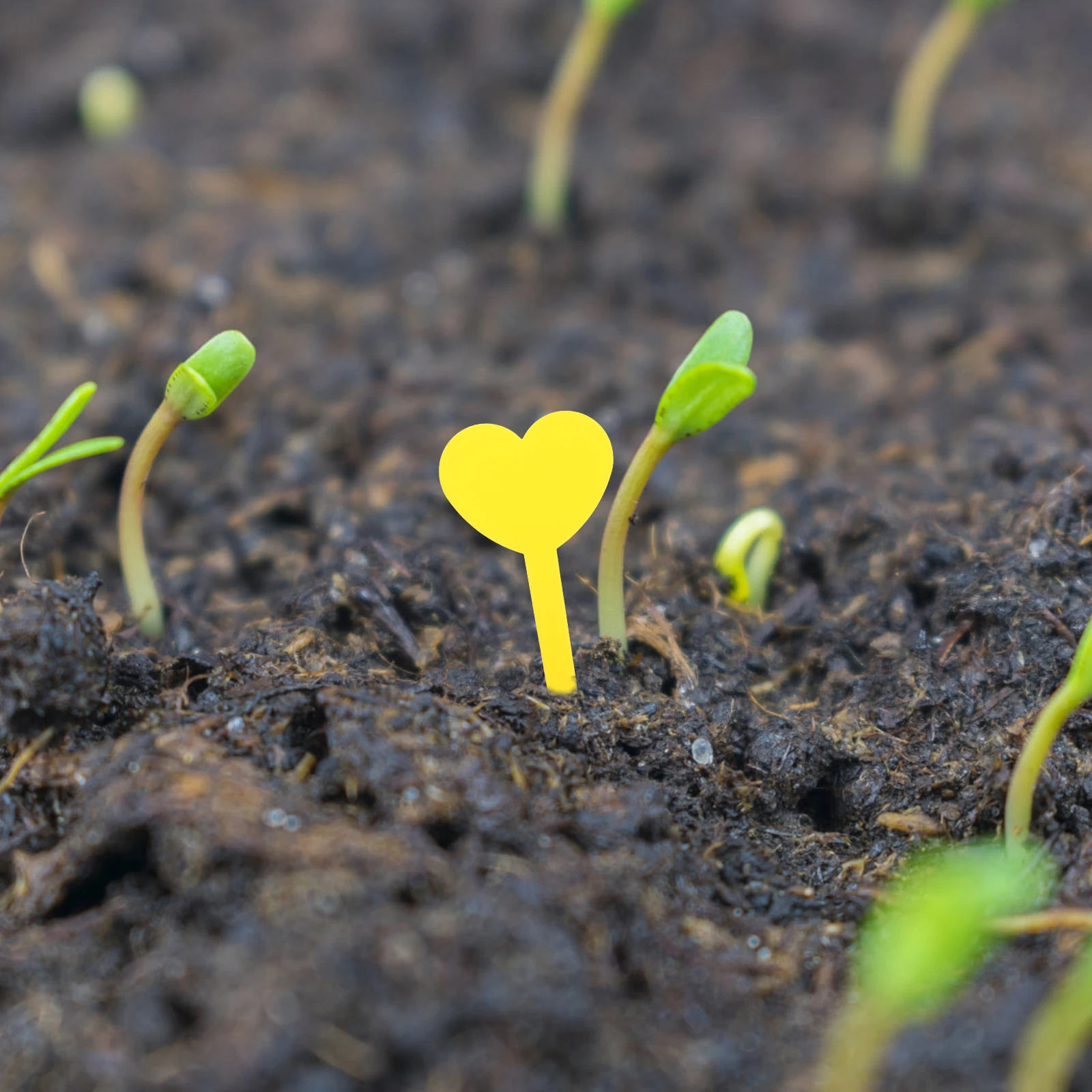 

100pcs PP Plant Labels Garden Markers Heart Shaped Classification Signs Easy to Insert Sturdy Durable for Gardening lawn