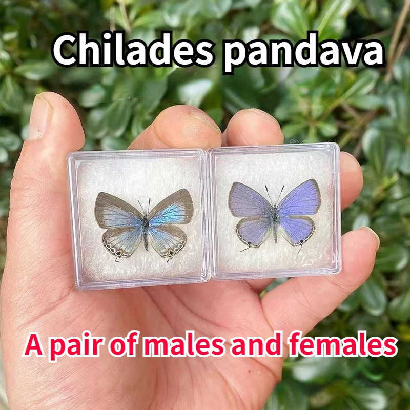 

Childes Pandava Real Butterfly Specimen Insect Art Gift DIY Crafts Home Decoration Exhibition Photography Statues