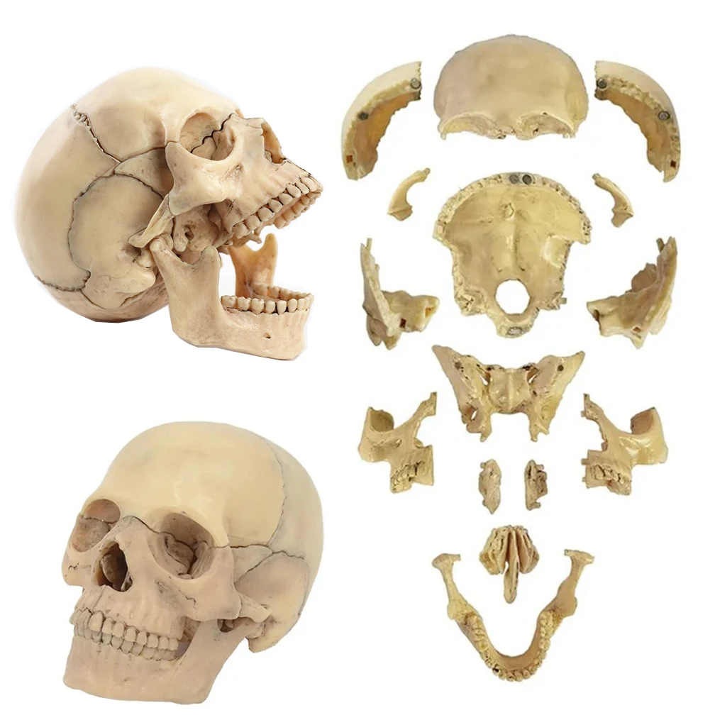 15PCS/SET 4D Disassembled Classic Skull Anatomical Model Detachable Medical Education Teaching Tool
