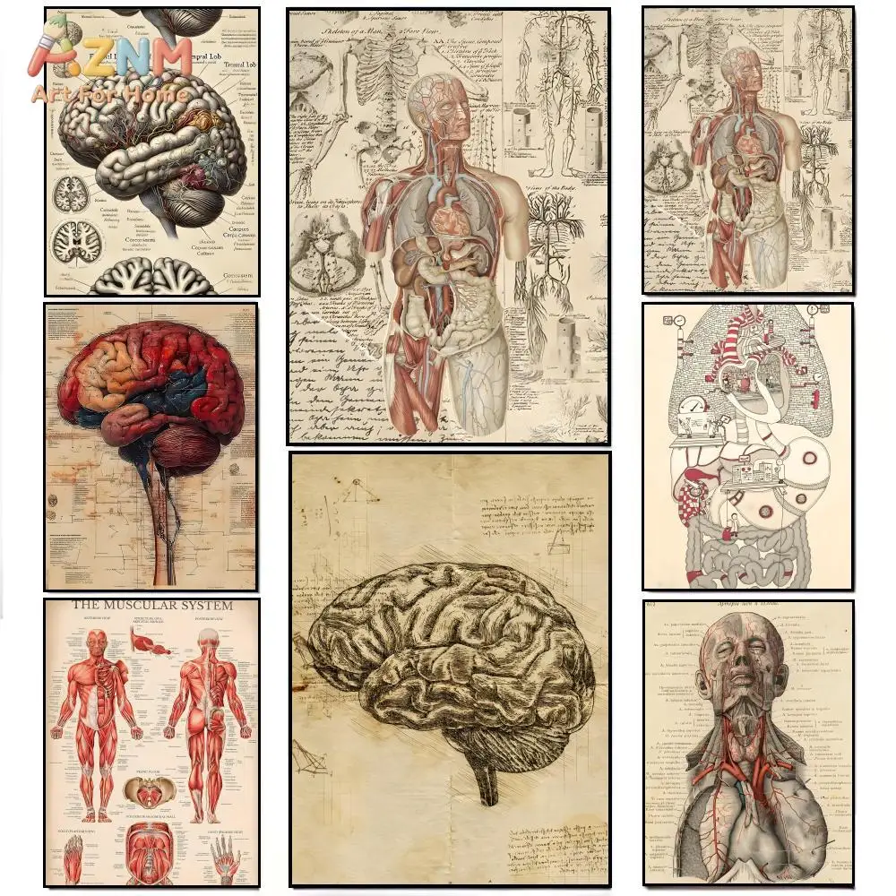 AZNM Vintage Human Anatomy Canvas Wall Art Prints Brain Muscular System Medical Diagram Biology Home Decor Poster