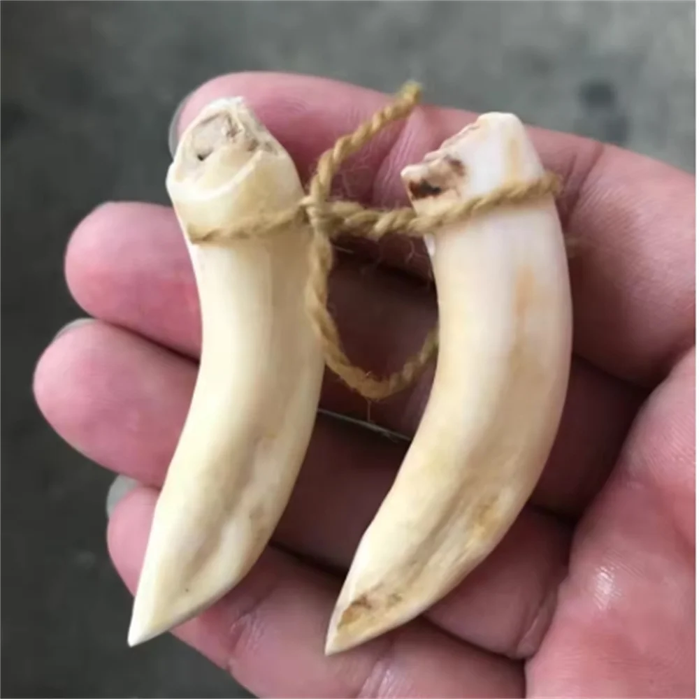 Antique Miscellaneous Vintage Distressed Wild Pig Tooth Pendant