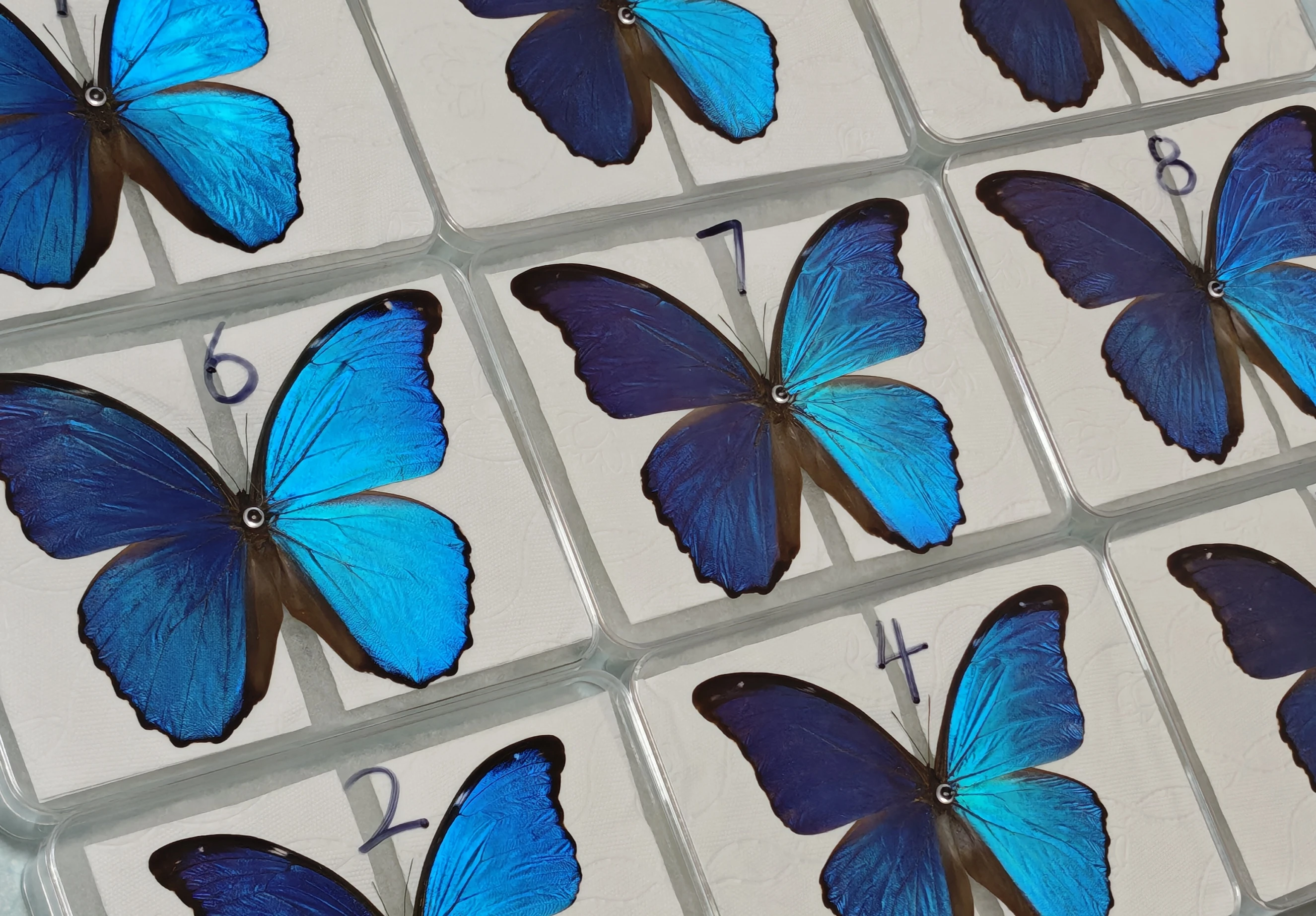 high-quality-large-blue-wings-display-frame-ornament-finished-product-birthday-gift-for-her-valentine's-day