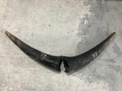 Diagonal buffalo horn raw material for ornaments, 1 pair, hollow raw material, can make furnishings