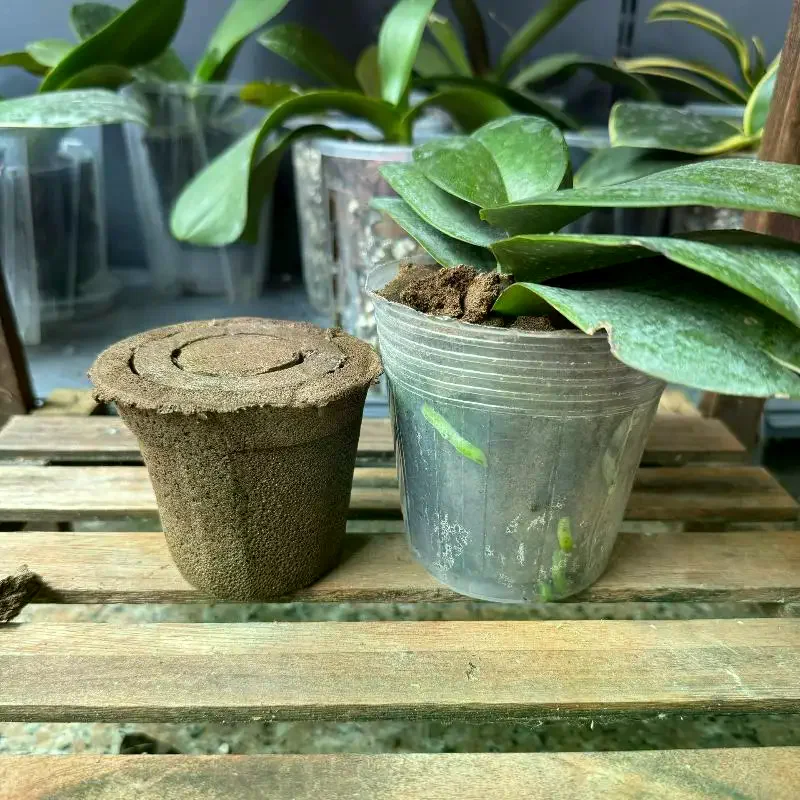 

Soil For Butterfly Orchids Prevents Root Rot Good Breathability Repotting Dendrobium Orchids And Other Orchidaceae Species