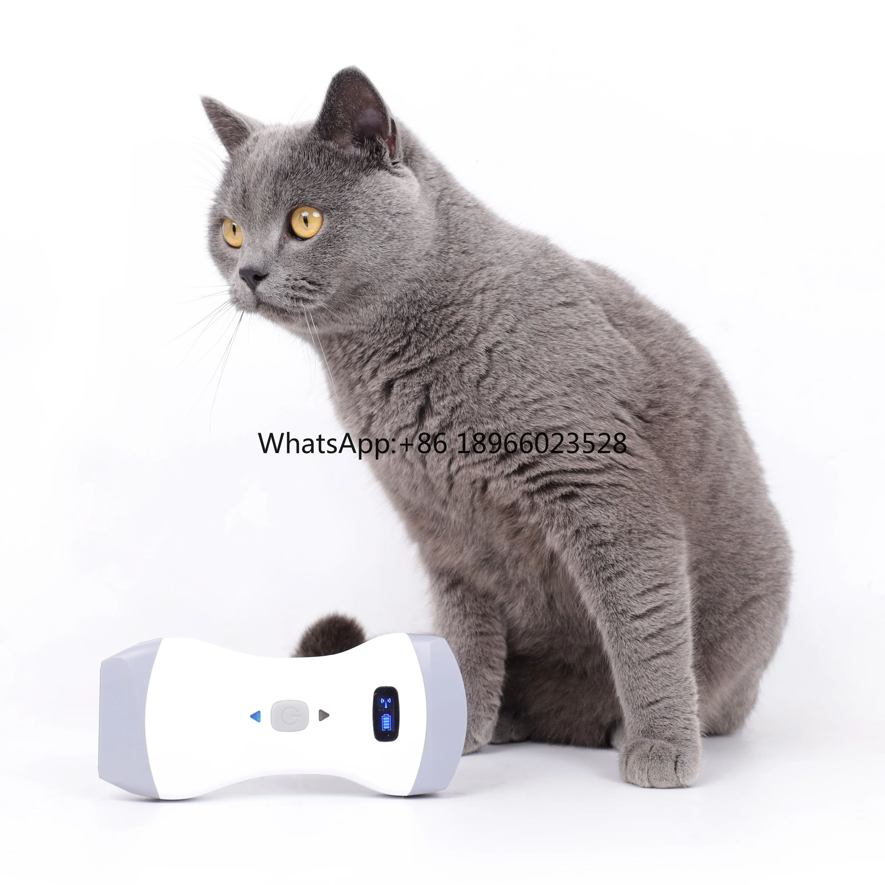 high performance CMS1600B-VET equipment veterinary color Doppler veterinary ultrasound device veterinary use products