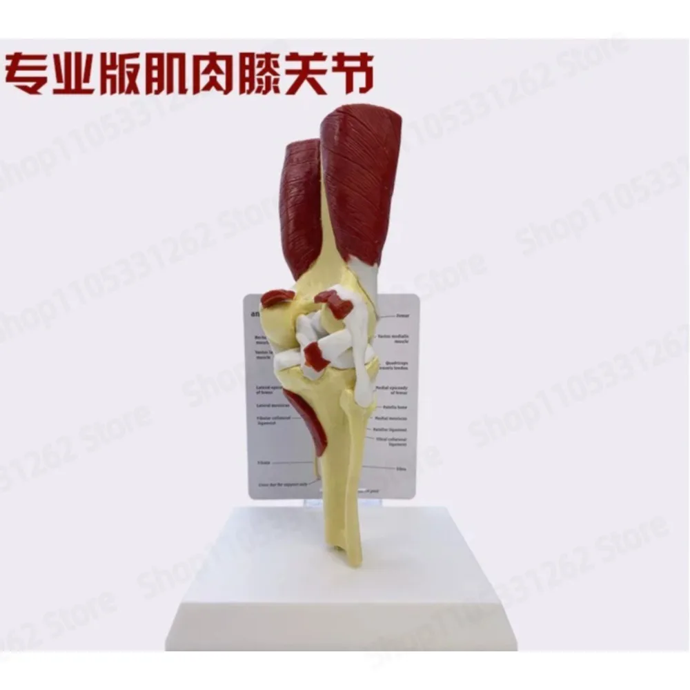Human Joint Skeleton Model with Ligaments Elbow Shoulder Hip Foot Full Set for Hospital School Teaching